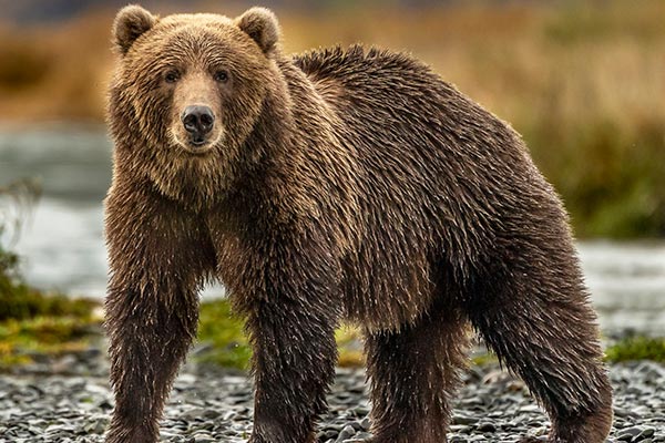 Bear Hunting in Alaska