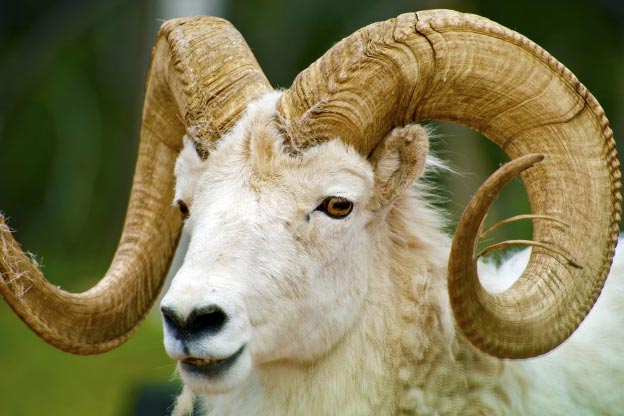 dall-sheep-th2.jpg