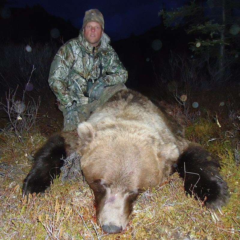 hunting grizzly bear