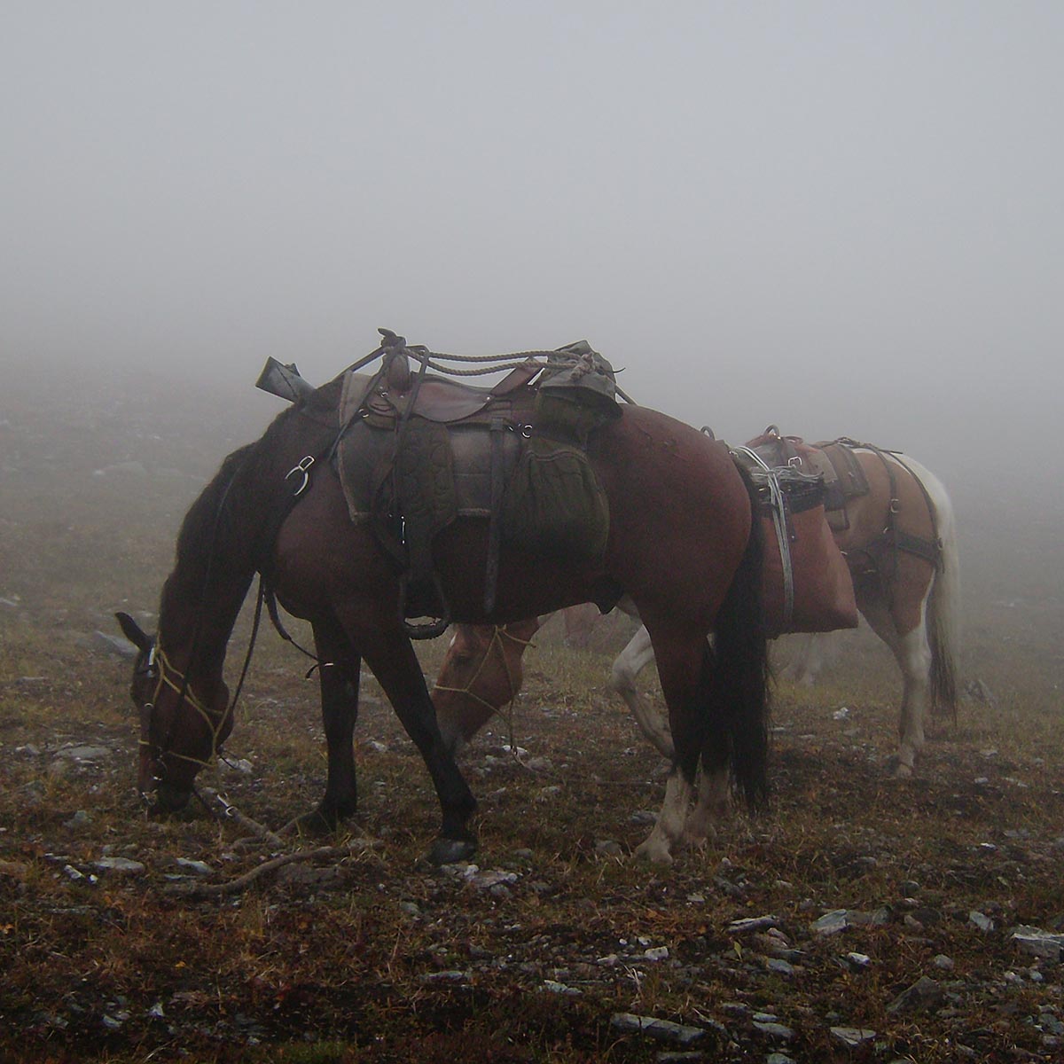 Midnight Sun Safaris – Alaska's Foremost Horseback Outfitters