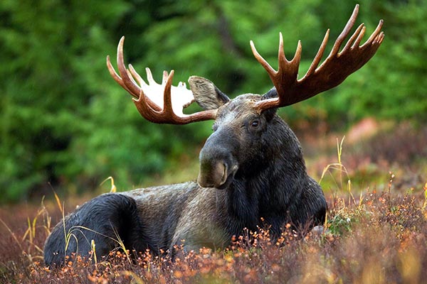 AK Moose Hunt